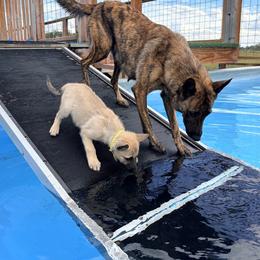 Yellow - Yellow female Dutch Shepherd puppy in Wheatland, Wyoming from Mill Iron Dutch Shepherds