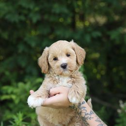 Brown - Cream male Australian Labradoodle puppy in Williamstown, New York from Lewis Manor Labradoodles
