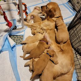 Golden Retriever Puppies from JK Goldens
