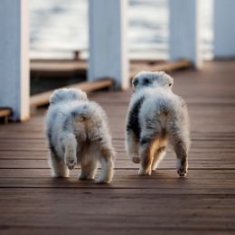 Australian Shepherd Puppies from Silverchip Aussies
