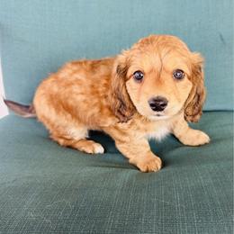 Boy 1 - Red male Dachshund puppy in Oklahoma from DRB Dachshunds