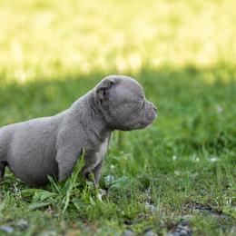 Ramsey - Lilac female American Bully puppy in Puyallup, Washington from Gamer Bullyz
