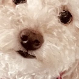 Poodles from Puddle Poodles