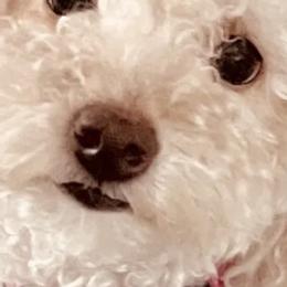 Poodles from Puddle Poodles