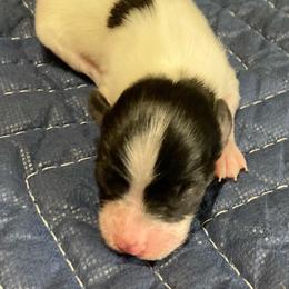 Girl 2 - White and black female Papillon puppy in Frostproof, Florida from Sequence Papillon