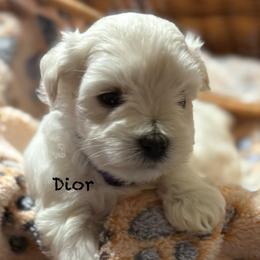 Dior - Wheaten female Miniature Schnauzer puppy in Byron, Georgia from Smilee Schnauzers