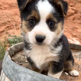 Pembroke Welsh Corgi and Toy Australian Shepherd Puppies from Double Bar H Corgis & Aussies
