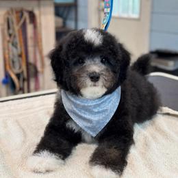 Eric - Black and white male Sheepadoodle puppy in Wharton, Texas from Little Fur Friends