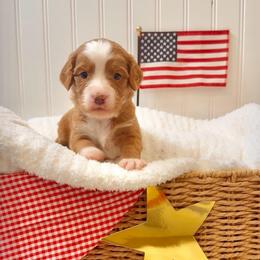 Copper - Red male Cavapoo puppy in Knoxville, Tennessee from Duke’s Forever Doodles