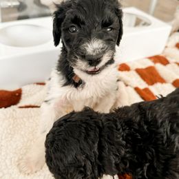 Goldendoodle Puppies from Summer Sun Doodles