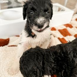 Goldendoodle Puppies from Summer Sun Doodles