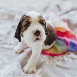 English Springer Spaniel Puppies from Sterling's springer Haven