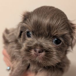 Mara - Liver female Shih Tzu puppy in Canton, Ohio from Winning Colors Shih Tzu