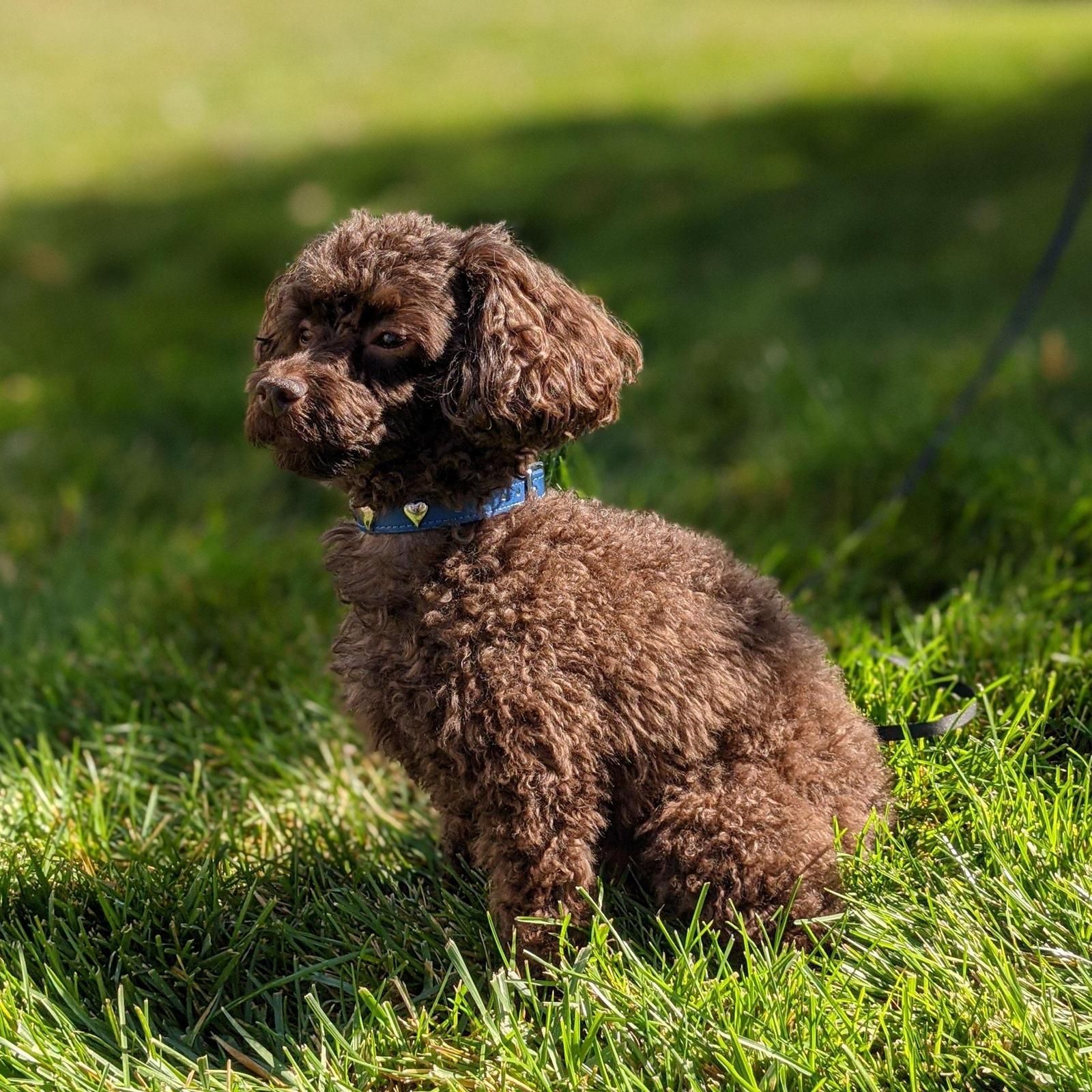 Um Poodle toy marrom com uma coleira azul sentado na grama