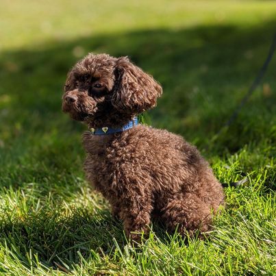 A brown toy poodle with a blue collar sits in the grass 