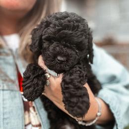 Noel - Black and white female Bernedoodle puppy in Shingle Springs, California from Kindred Oak Goldendoodles