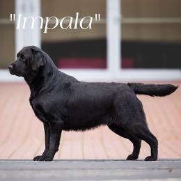 Impala - Labrador Retriever