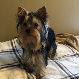 Lilly - Yorkshire Terrier