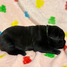 Green Collar R - Black male Cane Corso puppy in Paris, Texas from Knucklehead Cane Corso