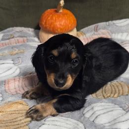 Chanel - Black and tan female Dachshund puppy in Bunch, Oklahoma from Julie’s Jewels Puppies