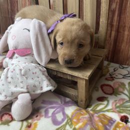 Purple ribbon - Yellow female Labrador Retriever puppy in Newmanstown, Pennsylvania from Retrievers of Millbach
