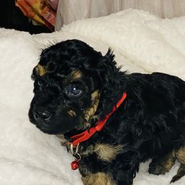 Poodle Puppies from Emmino Poodles