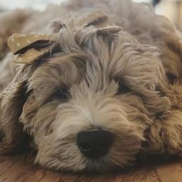 Labradoodles from Spokane Doodle