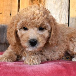 Bree - Apricot female Goldendoodle puppy in Macedon, New York from Toodles Goldendoodles