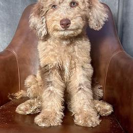 Goldendoodle Puppies from 24 Karat Doodles