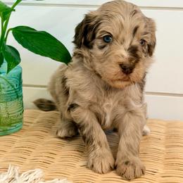 Petal - Merle female Goldendoodle puppy in Livermore, Colorado from Heritage Hills Family Doodles