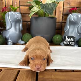 Bud - AKC - Red male Dachshund puppy in Miami, Florida from Oscar's Dachshunds