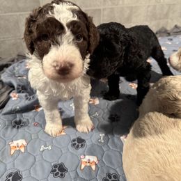 Goldendoodle Puppies from Doodles R Us