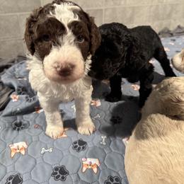 Goldendoodle Puppies from Doodles R Us