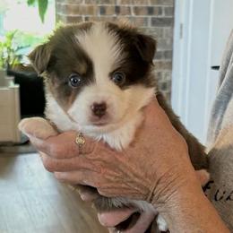 Dolly - Red tri female Toy Australian Shepherd puppy in Bristow, Iowa from Pine Ridge Toy and Mini Aussies