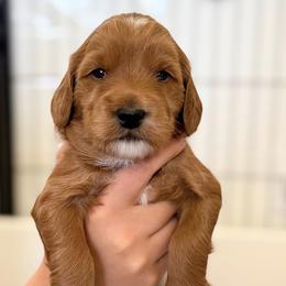 Lewis - Red  male Goldendoodle puppy in Meridian, Idaho from Table Rock Legacy Doodles