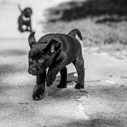 Labrador Retriever Puppies from Lonestar Labradors C&E