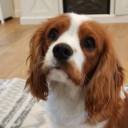 Cavalier King Charles Spaniels, Cavapoos, and German Shorthaired Pointers from Heart Mountain Cavaliers & Floating Feathers Kennel