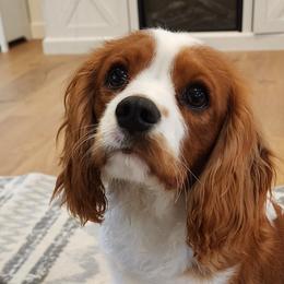 Cavalier King Charles Spaniels, Cavapoos, and German Shorthaired Pointers from Heart Mountain Cavaliers & Floating Feathers Kennel