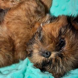 Zircon - Red male Shih Tzu puppy in Russellville, Kentucky from The Patriot Tzu