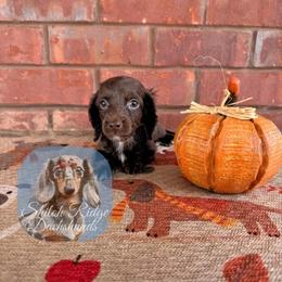 Cocoa - Chocolate male Dachshund puppy in Adamsville, Tennessee from Shiloh Ridge Dachshunds