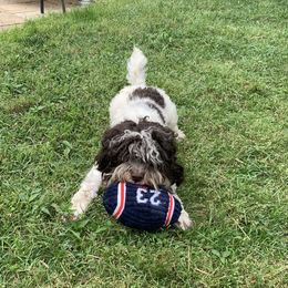 Marley - Australian Labradoodle