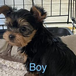 Yorkshire Terriers from Teddys Yorkies