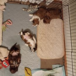 Shih Tzu puppies from Lisa's Shih Tzus