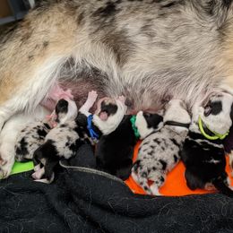 American Corgi puppies from Bitty B Farms