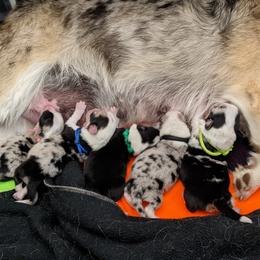 American Corgi puppies from Bitty B Farms