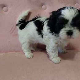 Boy 1 - Black and white Havanese puppy in Montrose, Colorado from Gnomies Furry Friends