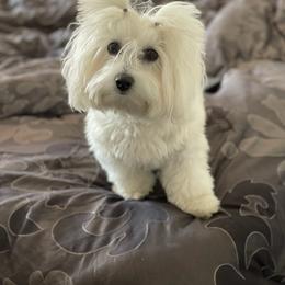 Coton de Tulear and Poodle Puppies from Legacy Pets