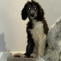 Assorted Doodle Crosses, Old English Sheepdogs, and Poodles from Everyone Loves Doodlez