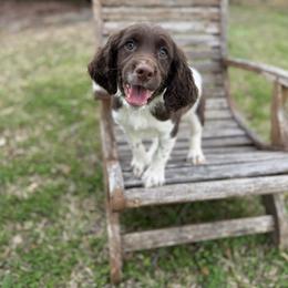 Donald - White and liver male English Springer Spaniel puppy in Ohatchee, Alabama from Otter Creek Kennels