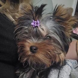 Girl 3 - Black and gold female Yorkshire Terrier puppy in Hopkinsville, Kentucky from Dreams Come True Yorkies